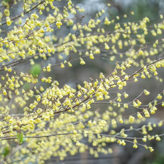 Promesse de Fleurs - Corylopsis pauciflora - Faux noisetier Pot de 2L/3L - Image 1