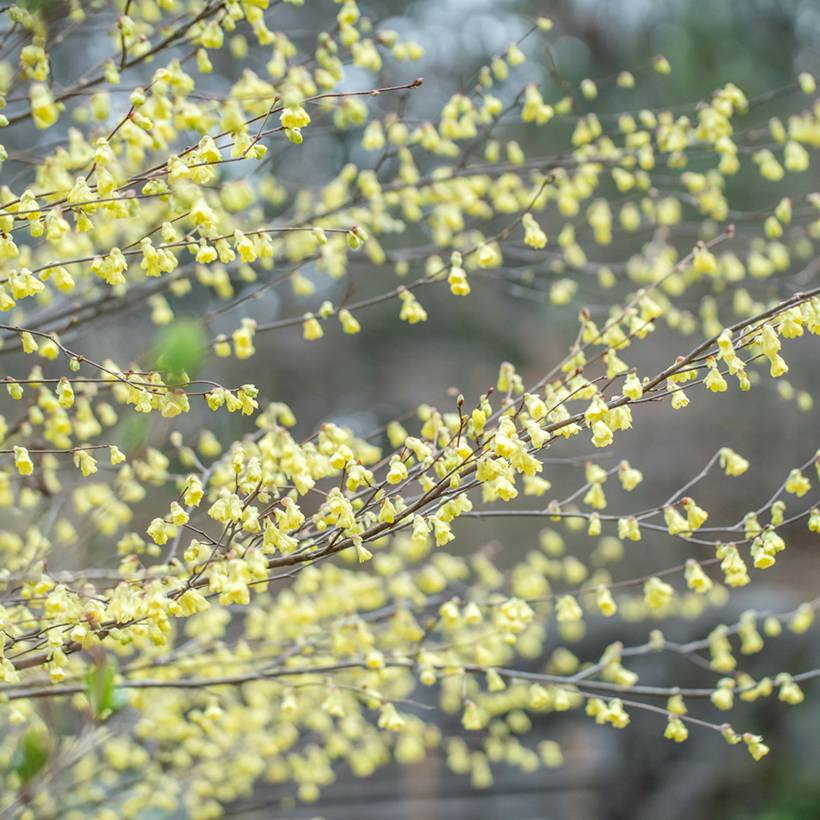 Promesse de Fleurs - Corylopsis pauciflora - Faux noisetier Pot de 2L/3L