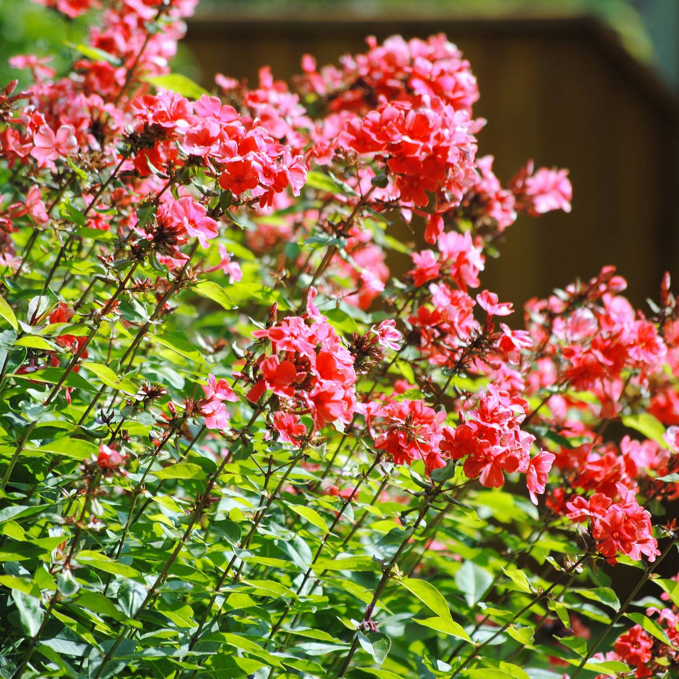 Phlox paniculata Orange Perfection Pot de 2L/3L