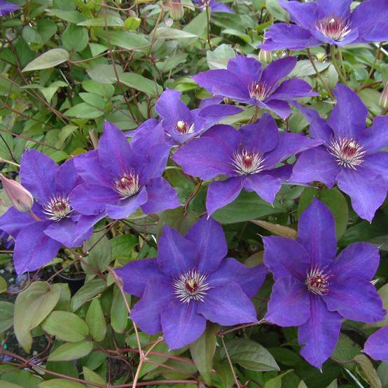Clématite - Clematis The President Pot de 2L/3L
