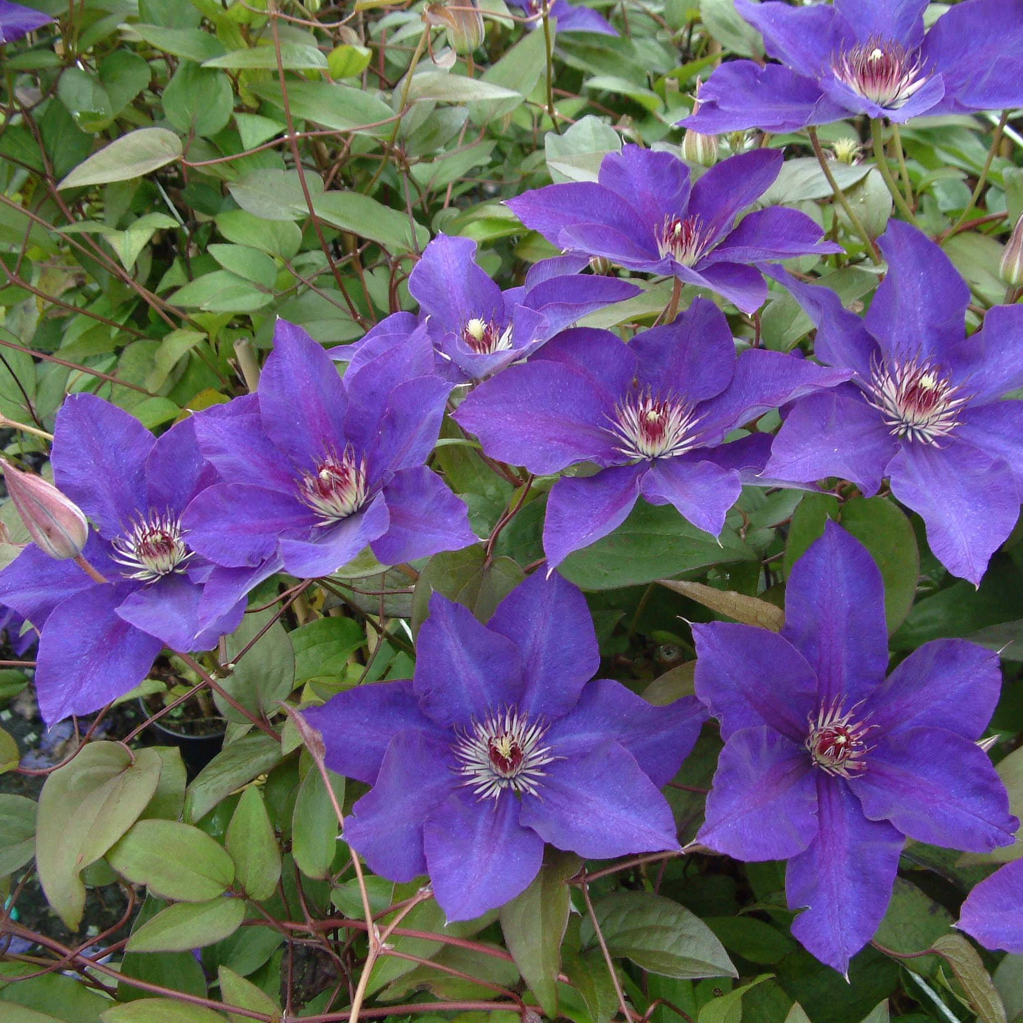 Clématite - Clematis The President Pot de 2L/3L