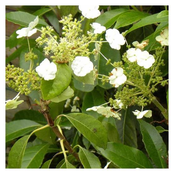 Hortensia grimpant Seemanii à fleurs Blanche - feuillage Persistant - Godet - 5/20 cm- hauteur à maturité De 2,00 m à 2,50 m - Image 6