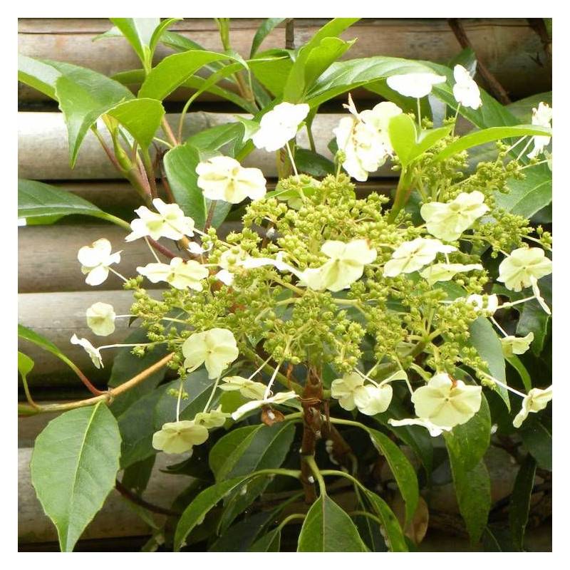 Hortensia grimpant Seemanii à fleurs Blanche - feuillage Persistant - Godet - 5/20 cm-  hauteur à maturité De 2,00 m à 2,50 m - Image 4