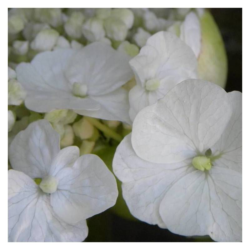 Hortensia grimpant Seemanii à fleurs Blanche - feuillage Persistant - Godet - 5/20 cm-  hauteur à maturité De 2,00 m à 2,50 m - Image 5