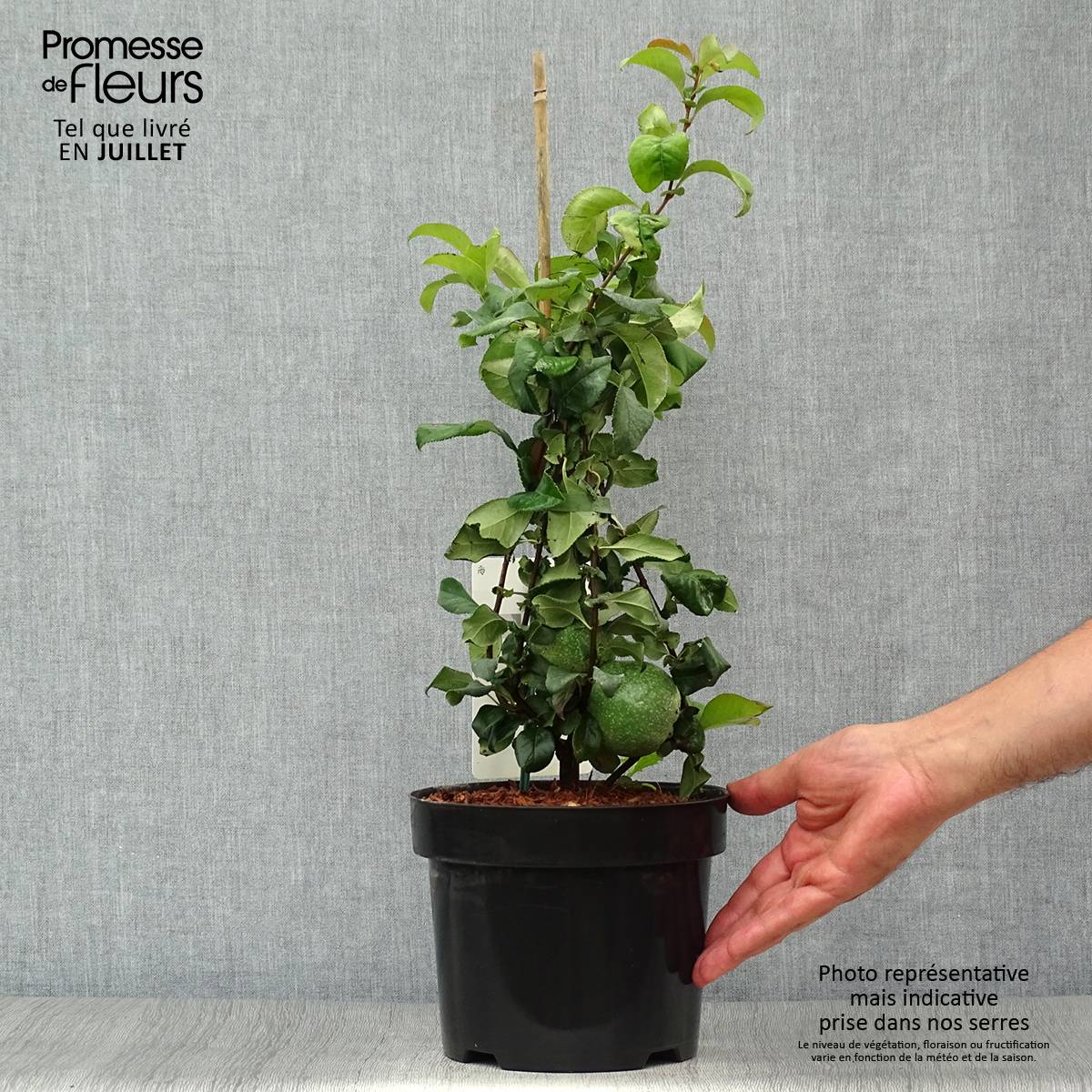 Cognassier du Japon Pink Lady - Chaenomeles superba Pot de 2L/3L - Image 2