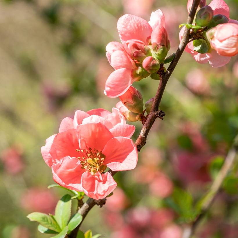 Cognassier du Japon Pink Lady - Chaenomeles superba  Pot de 2L/3L - Image 1
