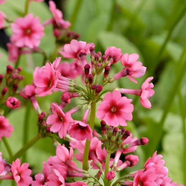 Primevère du Japon Millers Crimson - Primula japonica Godet de 8/9 cm