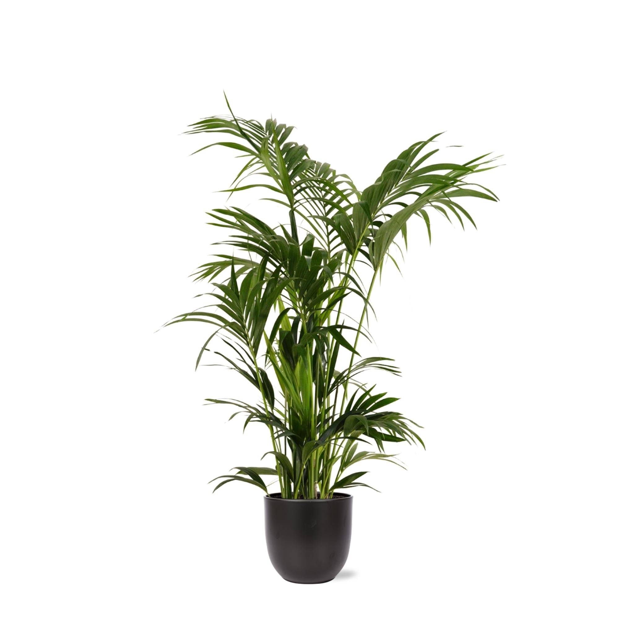 La Green Touch - Kentia Palm et son pot- La Green Touch Noir - Hauteur 160cm
