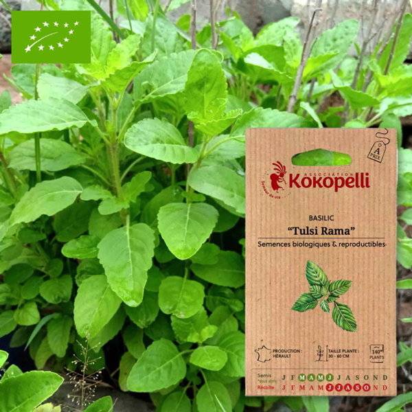 Association Kokopelli - Basilic Tulsi Rama- Graines bio à semer - Image 1