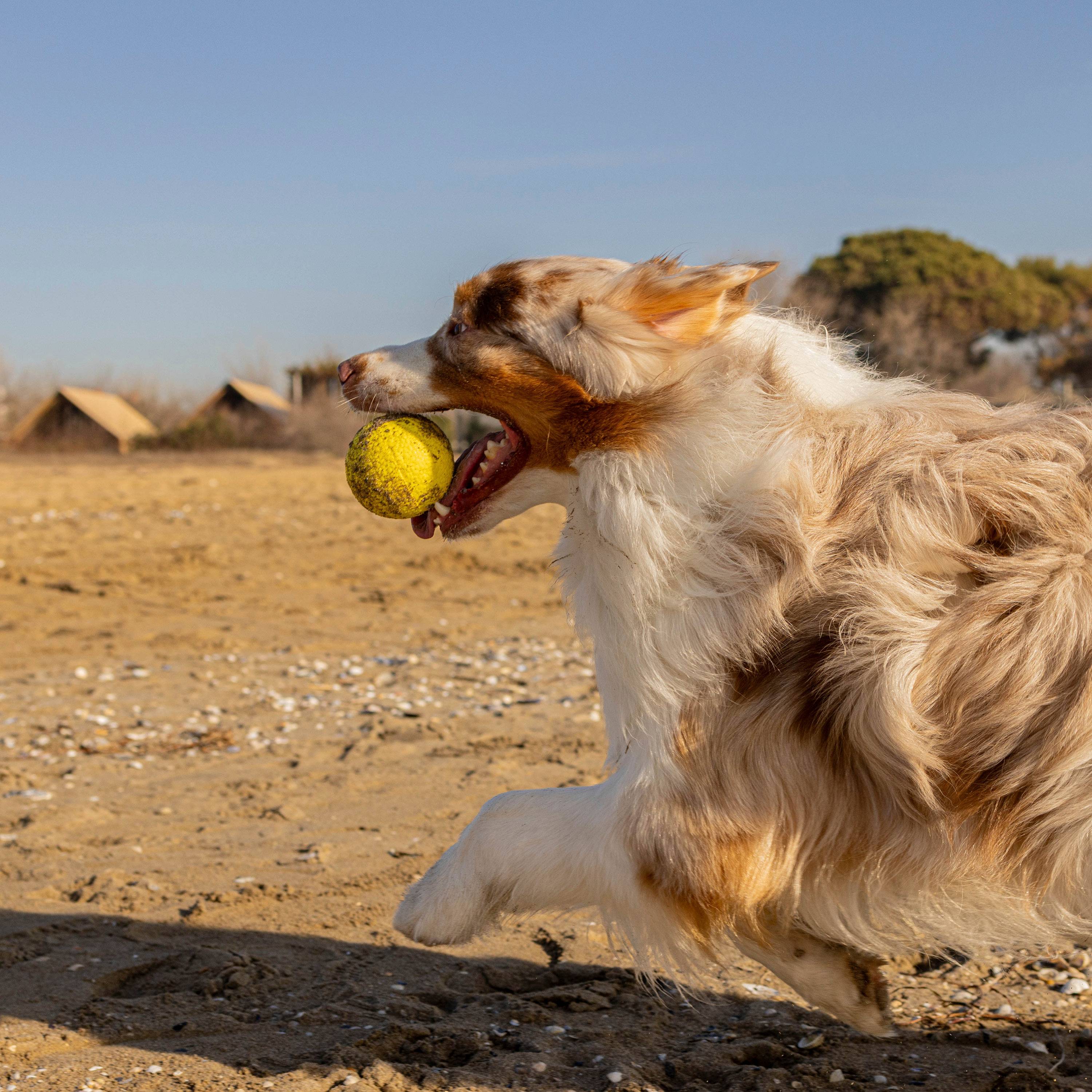 Ferplast - Ferplast Jouet Chien, Balle pour Chien, en Matériau Durable, Non Toxique, Résistante aux Morsures, pour l'Hygiene Dentaire, Rebondissant et Flottant, - Imagen 5