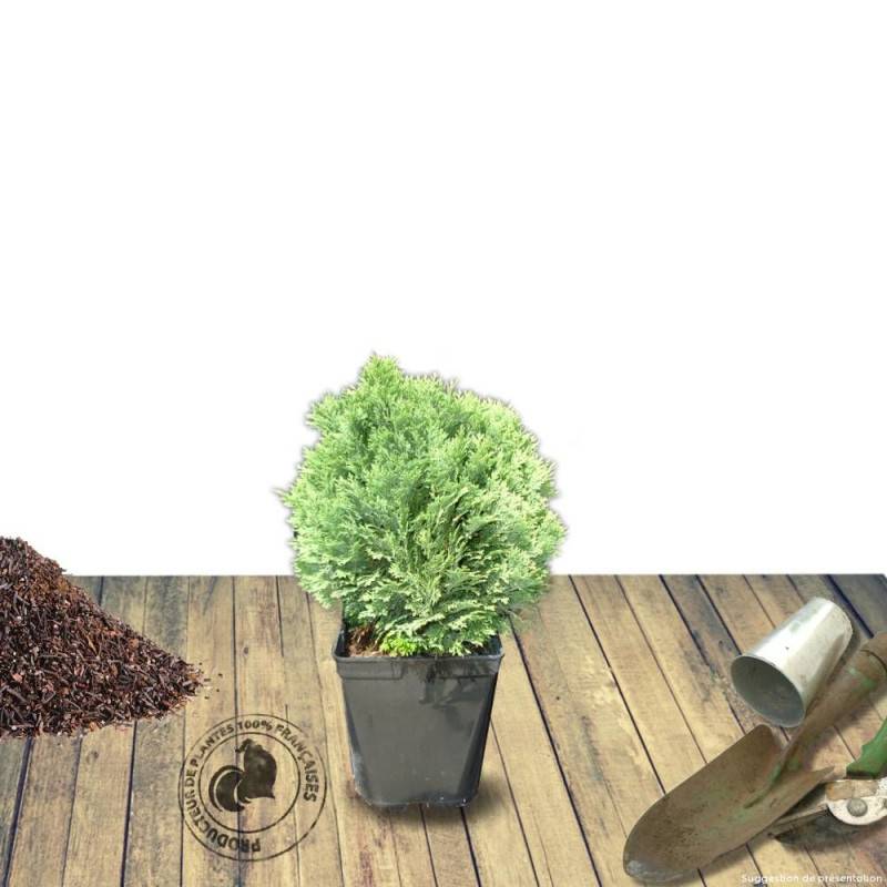 Cyprès de Lawson Minima Glauca, Chamaecyparis lawsoniana - Pot de 3L - 40/60 cm - Imagen 6