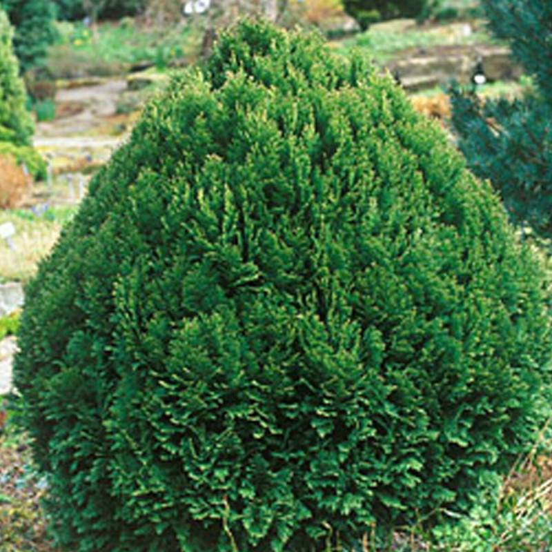 Cyprès de Lawson Minima Glauca, Chamaecyparis lawsoniana - Pot de 3L - 40/60 cm - Imagen 2