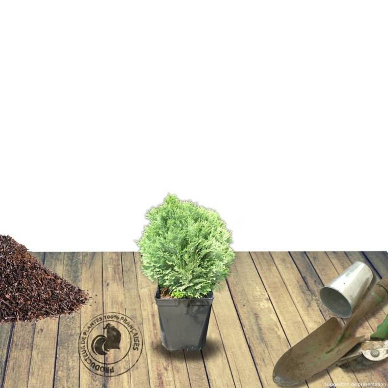 Cyprès de Lawson Minima Glauca, Chamaecyparis lawsoniana - Pot de 3L - 40/60 cm - Imagen 5