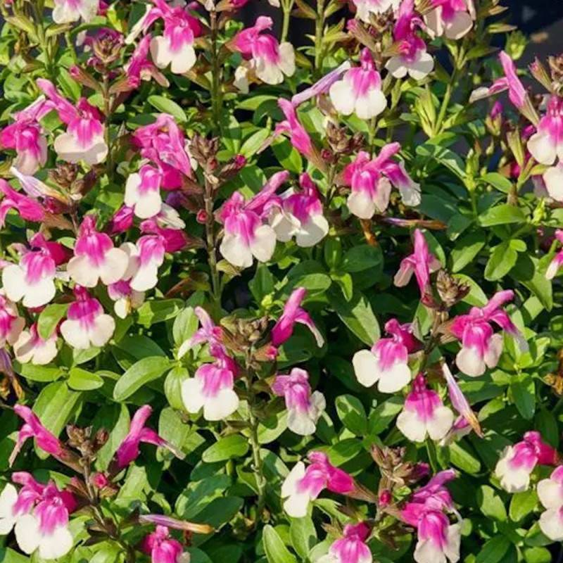 Sauge d'automne Mirage™ Rose Bicolor à fleurs Rose - feuillage Caduc - Pot de 3L - 20/40 cm-  hauteur à maturité De 0,50 m à 1,00 m