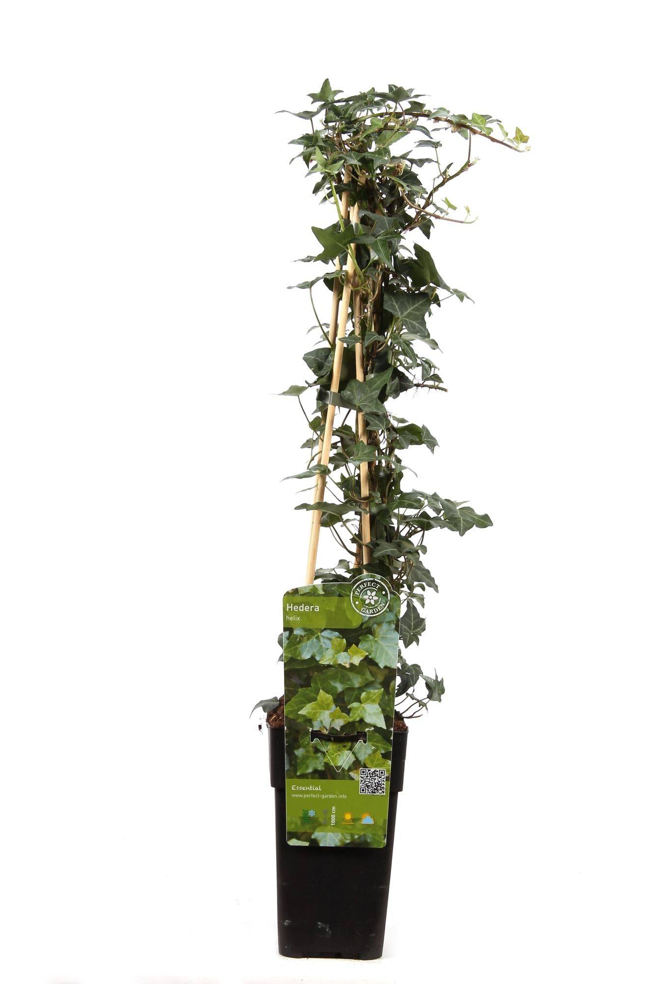 Hedera Helix - D15 H65cm