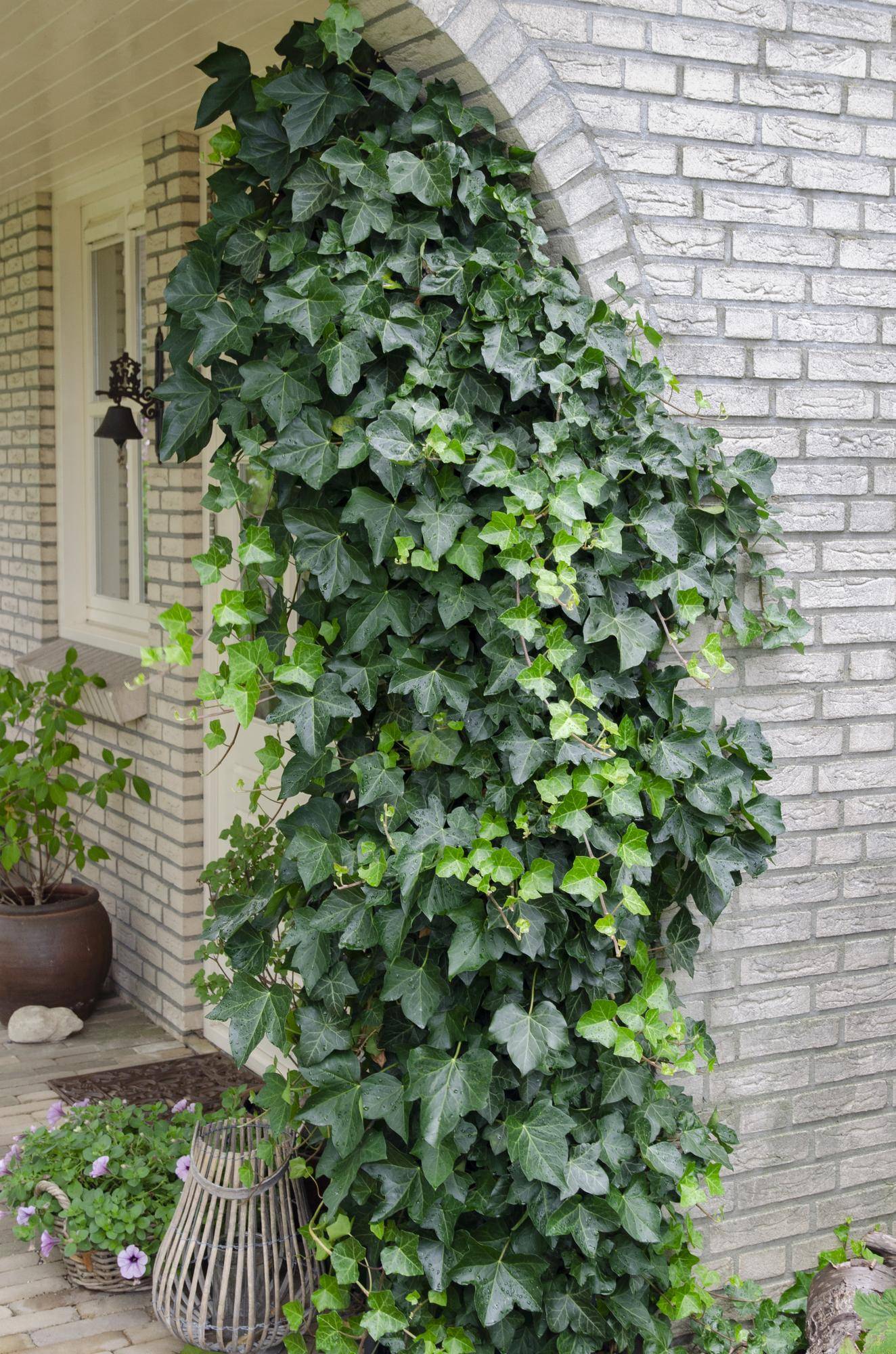 La Green Touch - Hedera Helix - D15 H65cm - Image 2
