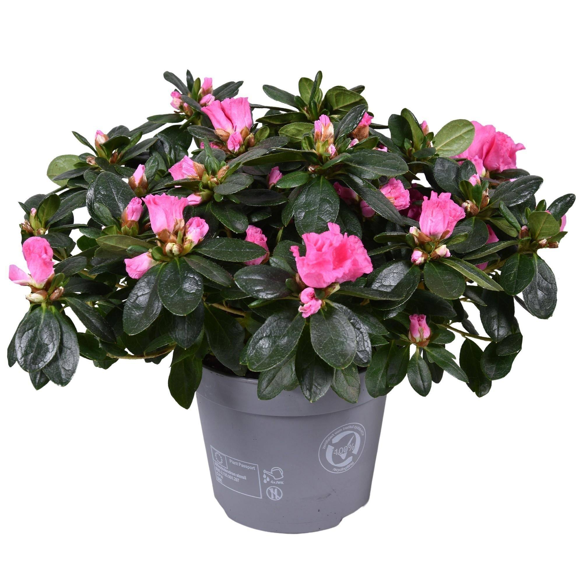 La Green Touch - Azalée Rose - plante fleurie d'extérieur- La Green Touch - Imagen 2
