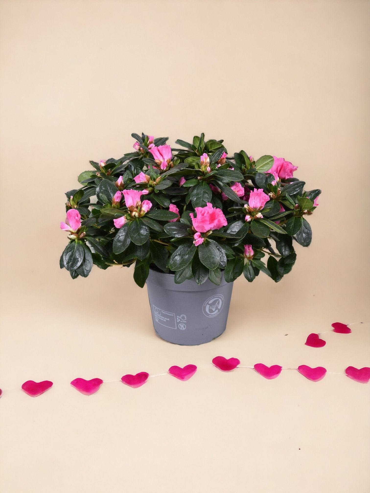 La Green Touch - Azalée Rose - plante fleurie d'extérieur- La Green Touch - Imagen 1