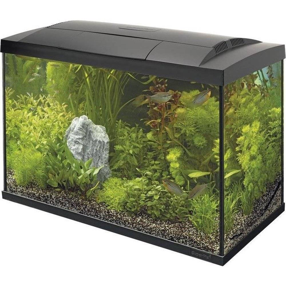 Superfish - Kit aquarium tropical 60 L verre noir - SUPERFISH