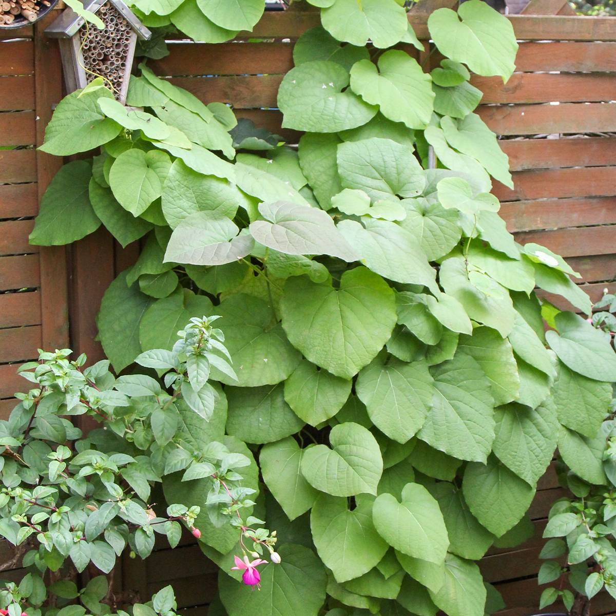 Promesse de Fleurs - Aristoloche - Aristolochia macrophylla (durior) Pot de 2L/3L
