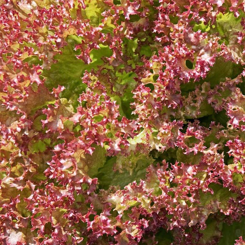 Laitue à couper Red Salad Bowl Bio le sachet de 850 graines environ (1g)
