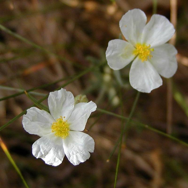 Helianthemum apeninnum - Hélianthème des Apennins  Godet de 8/9 cm