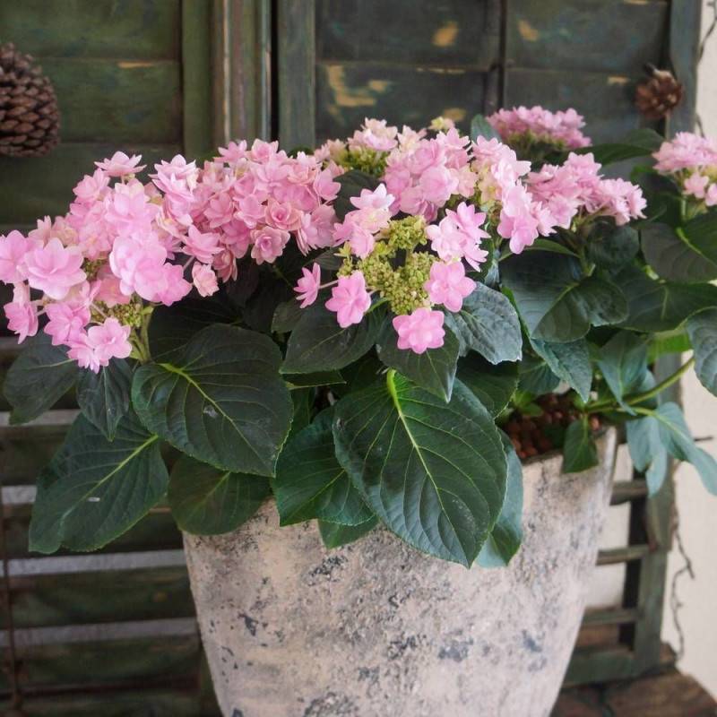 Hortensia YOU&ME® Romance 'RIE 09', Hydrangea macrophylla à fleurs Rouge - feuillage Caduc - Pot de 1,5L - 20/40 cm- hauteur à maturité De 1,00 m à 1 - Image 1