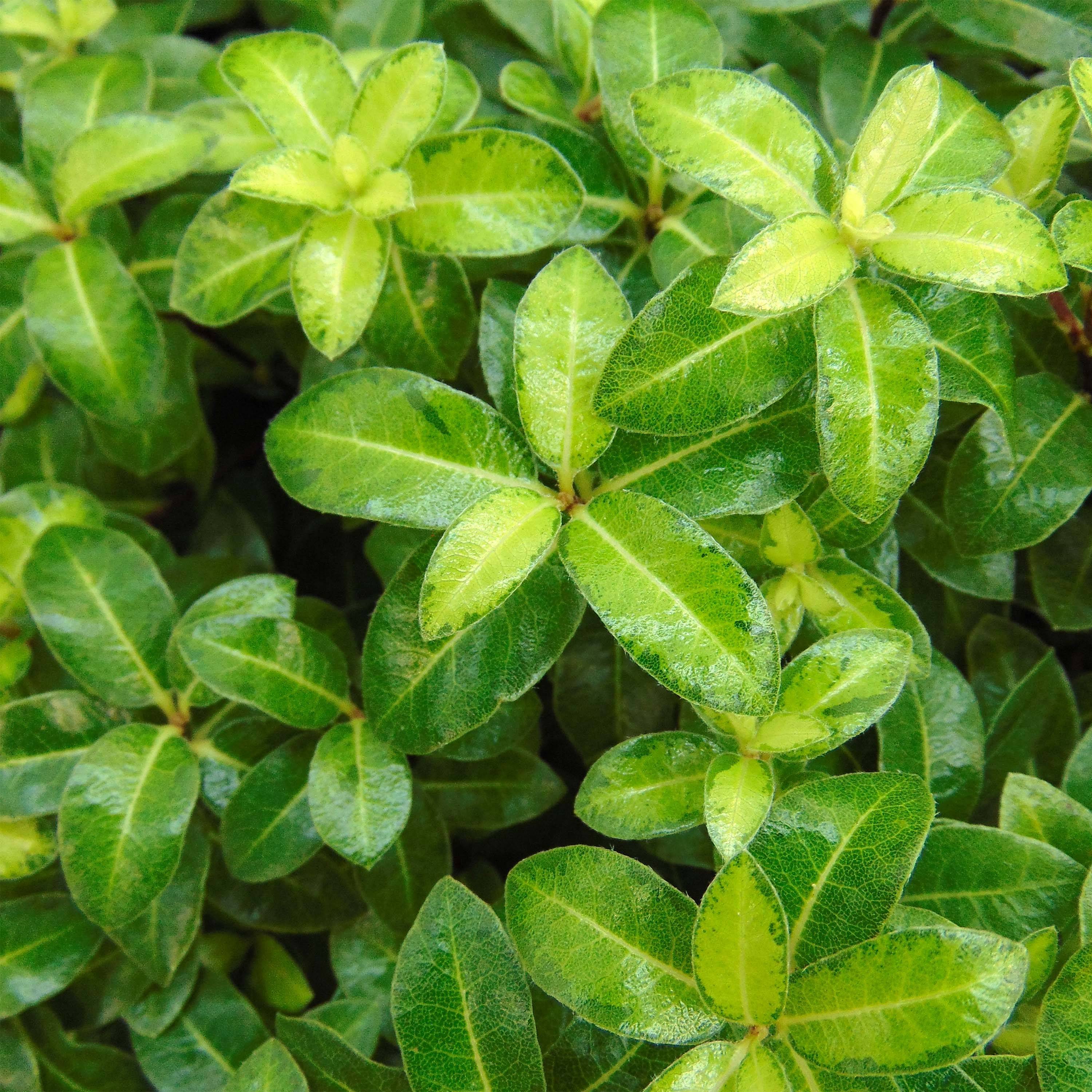 Promesse de Fleurs - Pittosporum tenuifolium Golden Ball Pot de 2L/3L