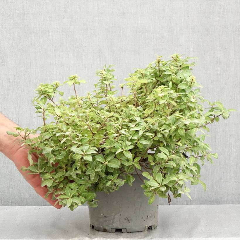 Pittosporum tenuifolium Golden Ball Pot de 2L/3L - Image 2