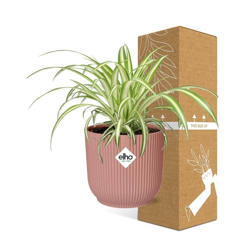 La Green Touch - Chlorophytum Comosum Variegatum 14cm Rose - Image 4