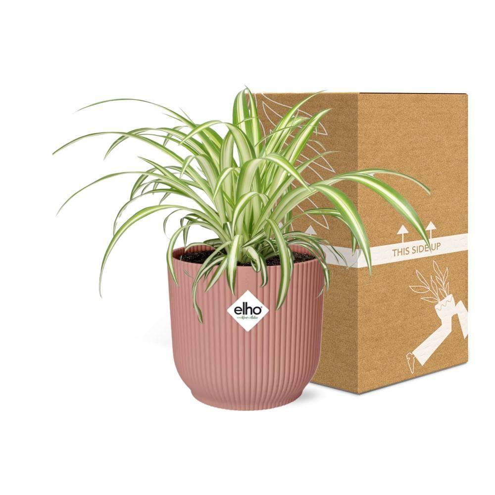 La Green Touch - Chlorophytum Comosum Variegatum 14cm Rose - Image 5