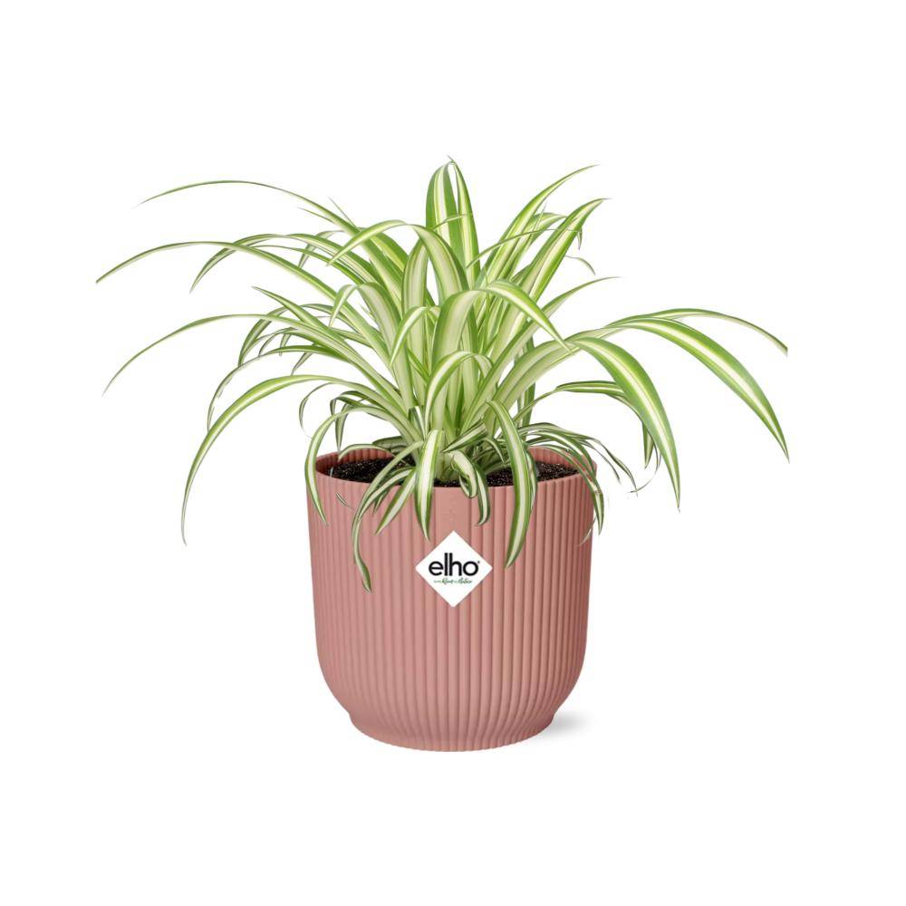 Chlorophytum Comosum Variegatum 14cm Rose