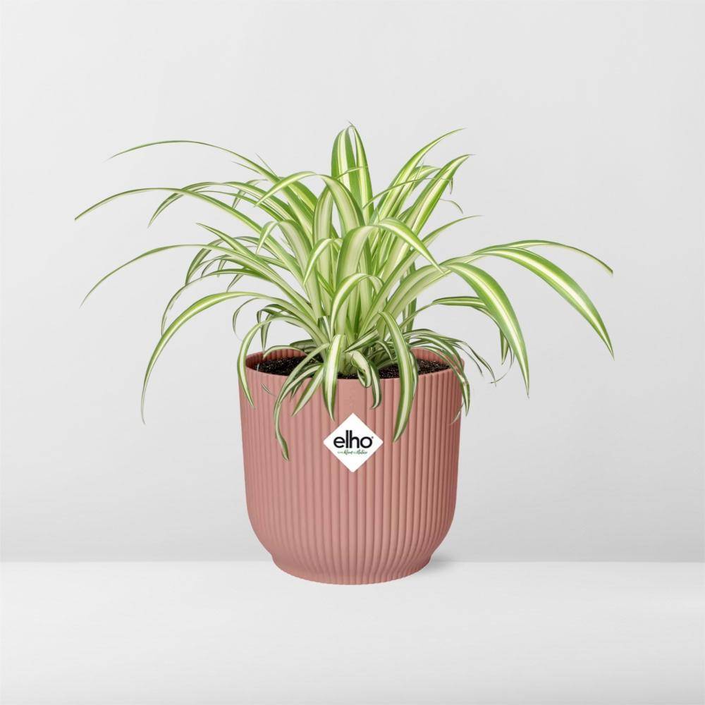 La Green Touch - Chlorophytum Comosum Variegatum 14cm Rose - Image 6