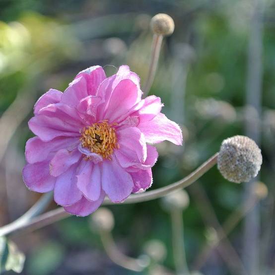 Promesse de Fleurs - Anémone du Japon Pamina - Anemone hupehensis var. japonica Pot de 1L/1,5L