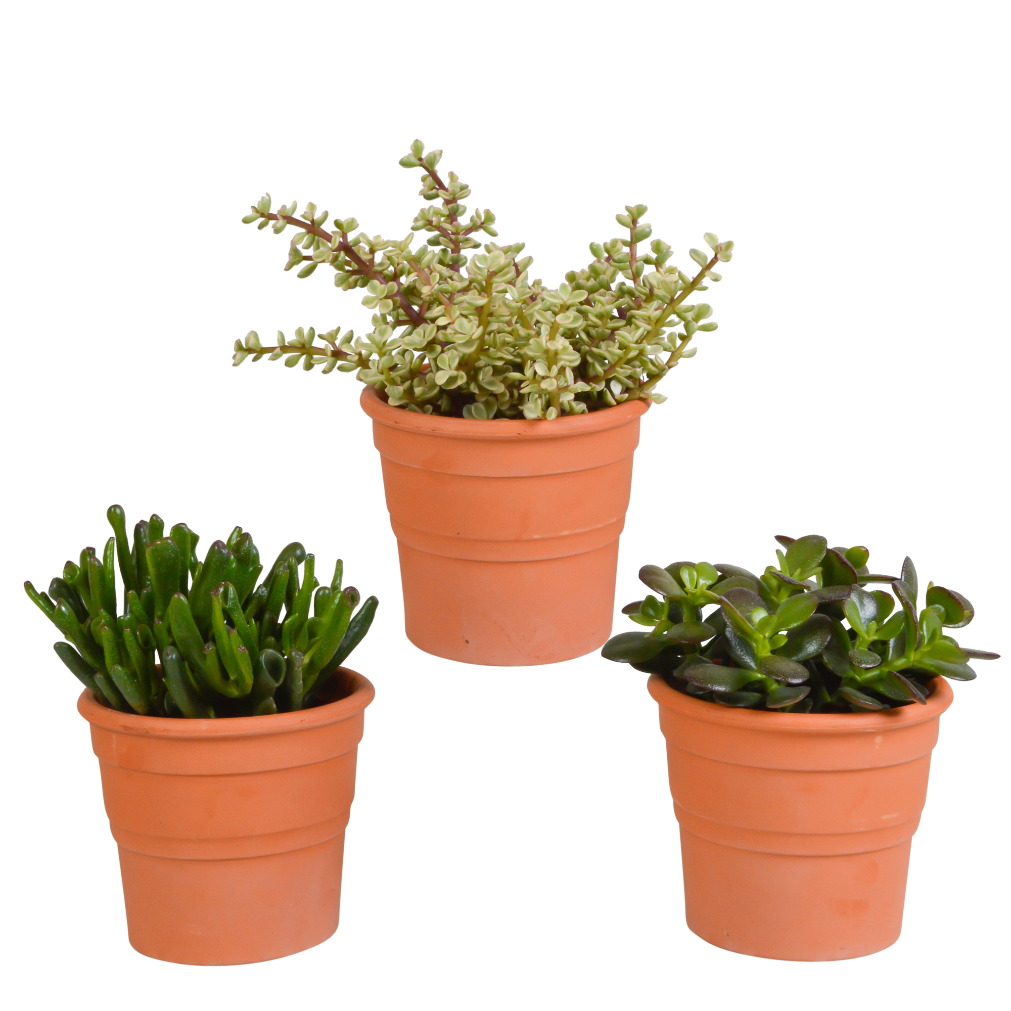 3x Mélange de crassulas - en pot terracotta - Ø10,5cm - ↕21cm - Plantes d’intérieur