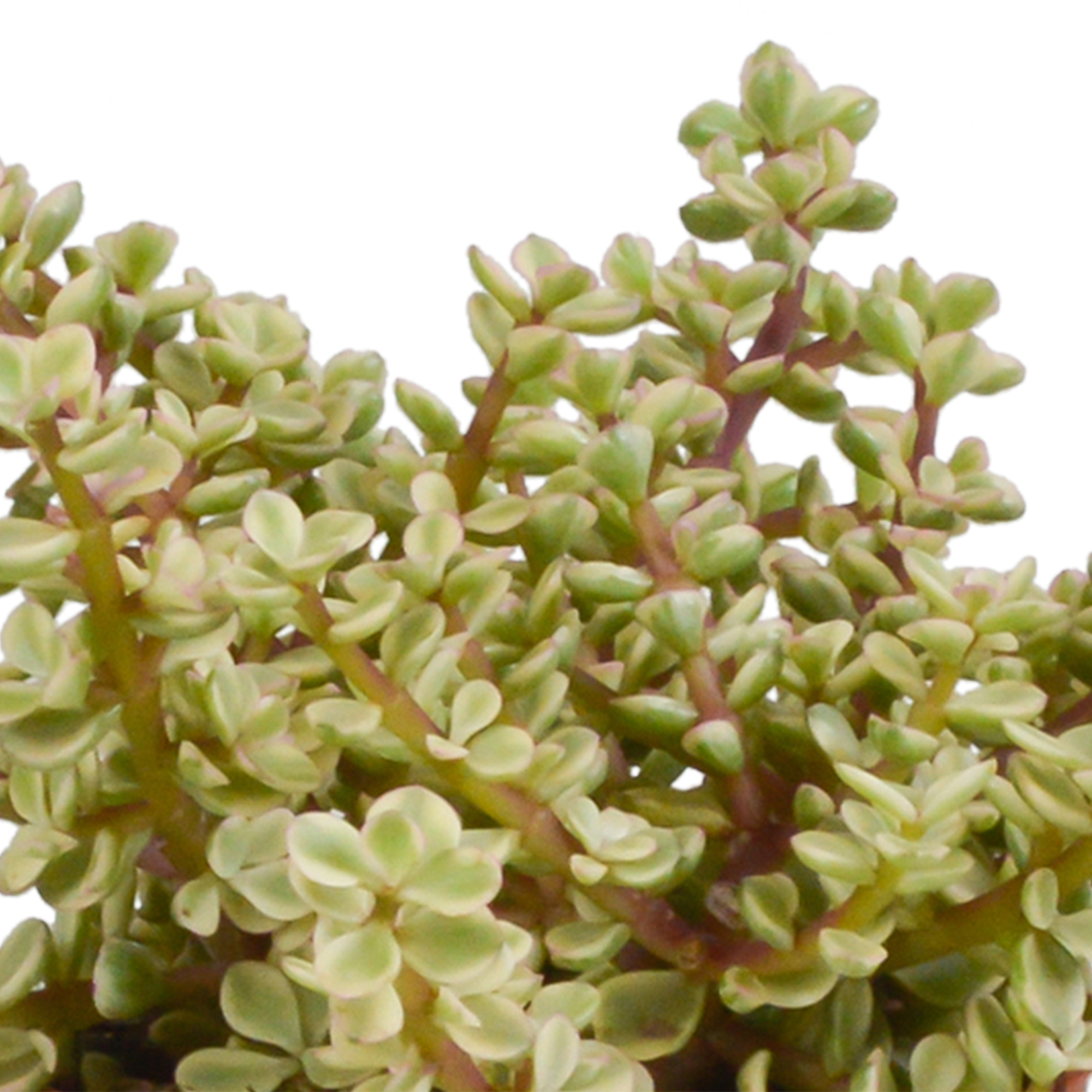3x Mélange de crassulas - en pot terracotta - Ø10,5cm - ↕21cm - Plantes d’intérieur - Image 4