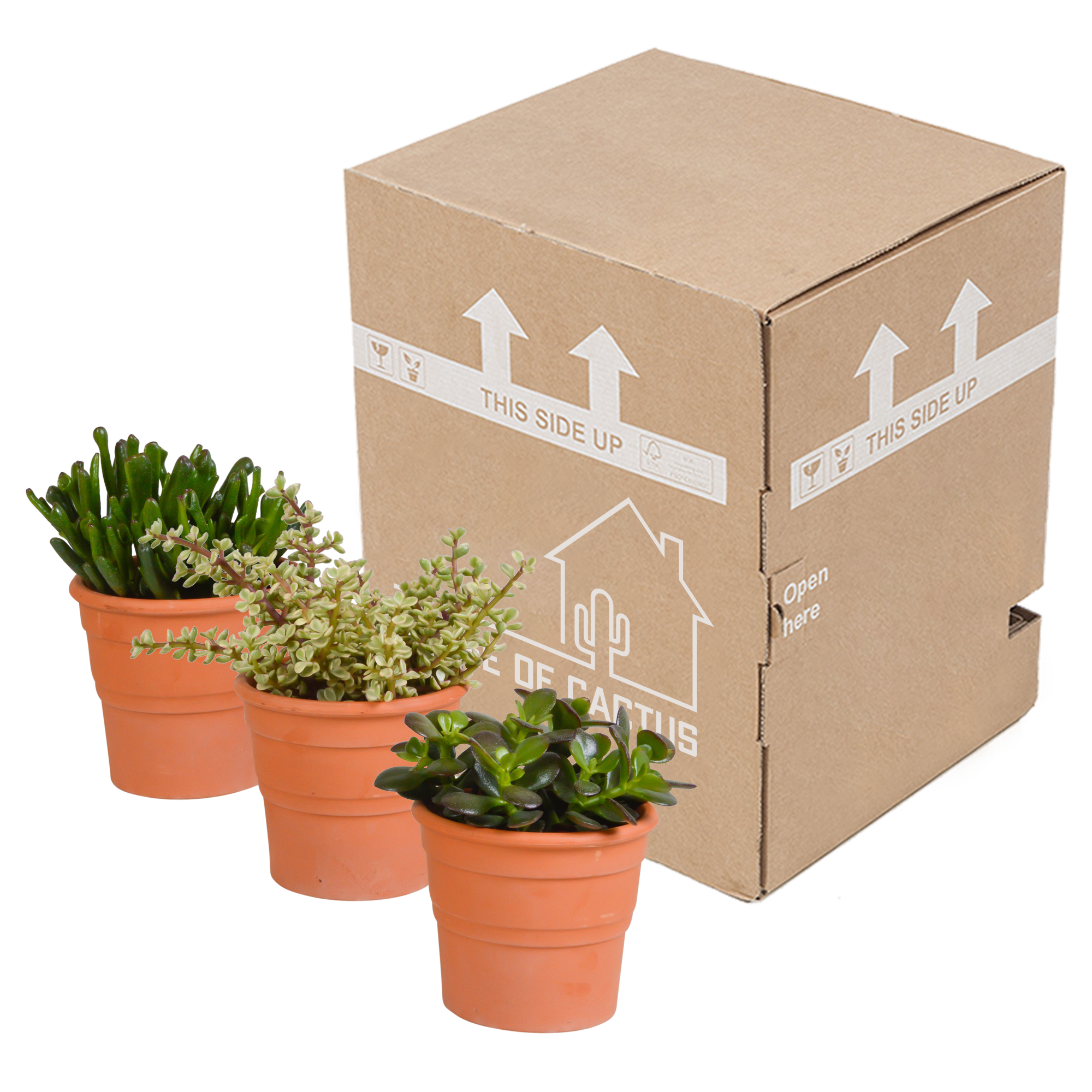 3x Mélange de crassulas - en pot terracotta - Ø10,5cm - ↕21cm - Plantes d’intérieur - Image 3