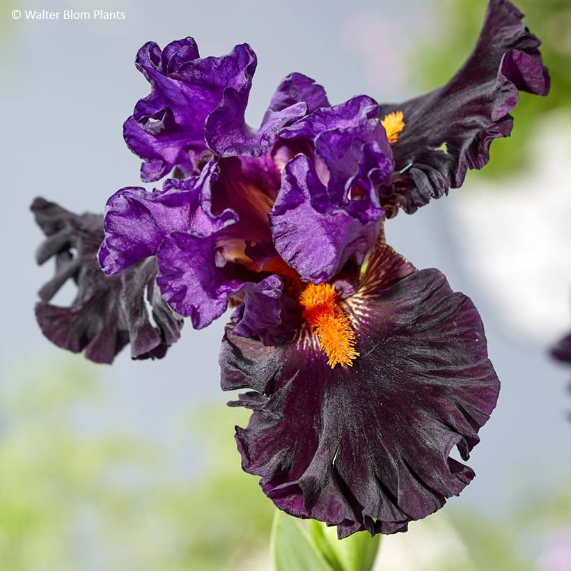 Promesse de Fleurs - Iris germanica Sharp Dressed Man - Iris des Jardins Godet de 8/9 cm