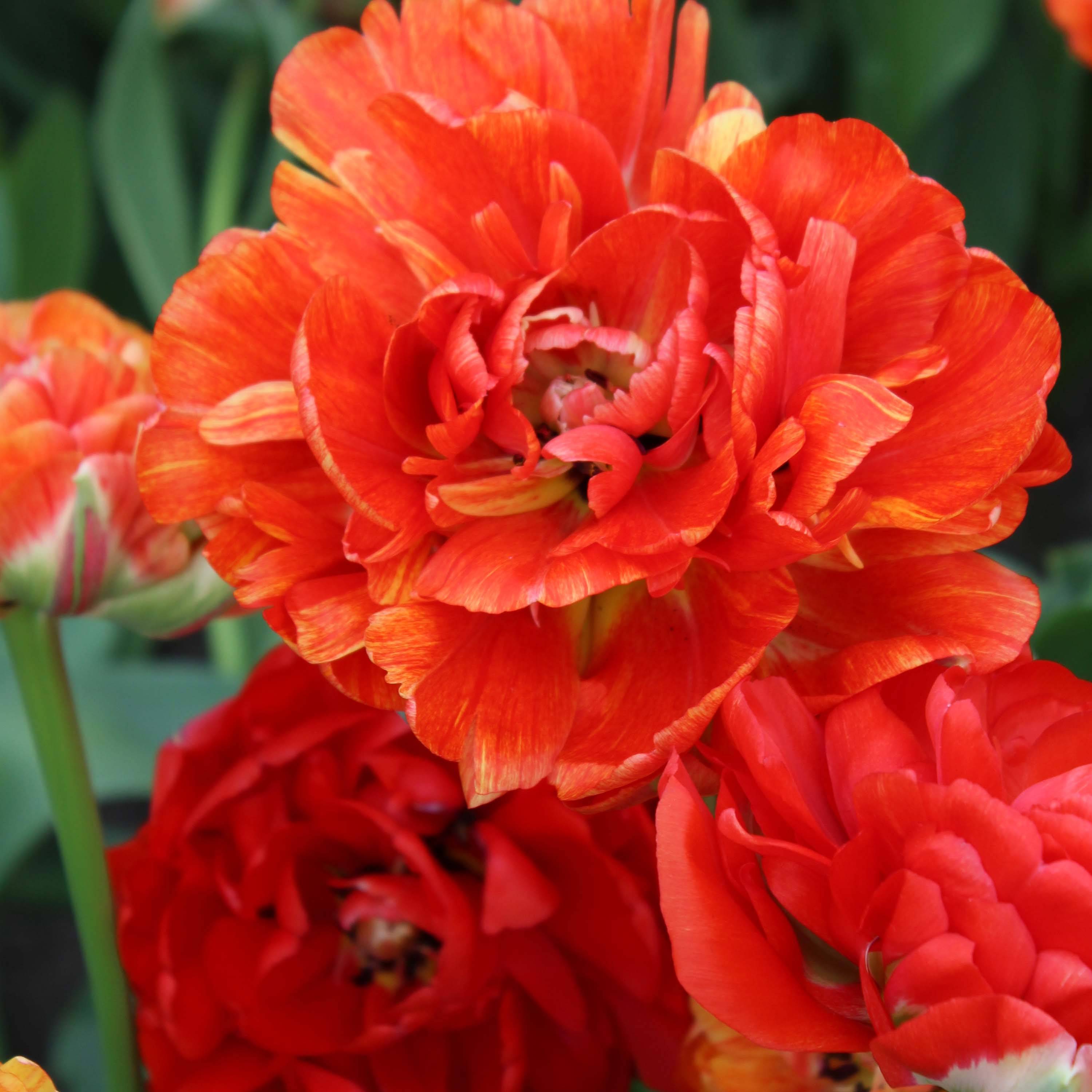 Promesse de Fleurs - Tulipe double tardive Gudoshnik Double Bulbe calibre 12+ (par 10)
