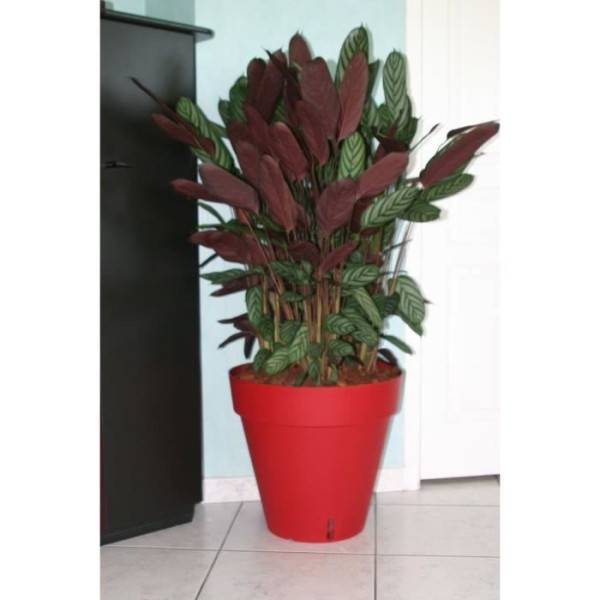 Riss - Bac A Fleurs Rond Riviera Loft - Plastique - Diametre 30 Cm - Rouge - Imagen 2