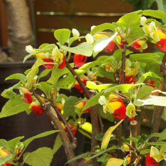 Impatiens niamniamensis rouge et jaune - Impatience de Zanzibar Godet de 7/8 cm