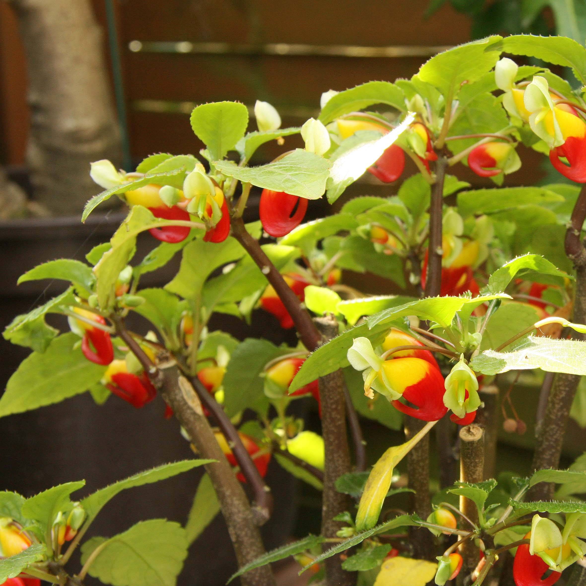 Impatiens niamniamensis rouge et jaune - Impatience de Zanzibar Godet de 7/8 cm