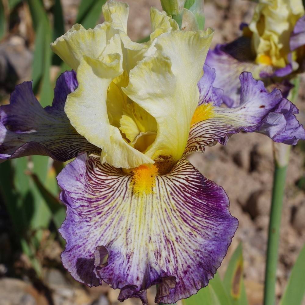 Iris germanica Sorcellerie - Iris des Jardins Godet de 8/9 cm