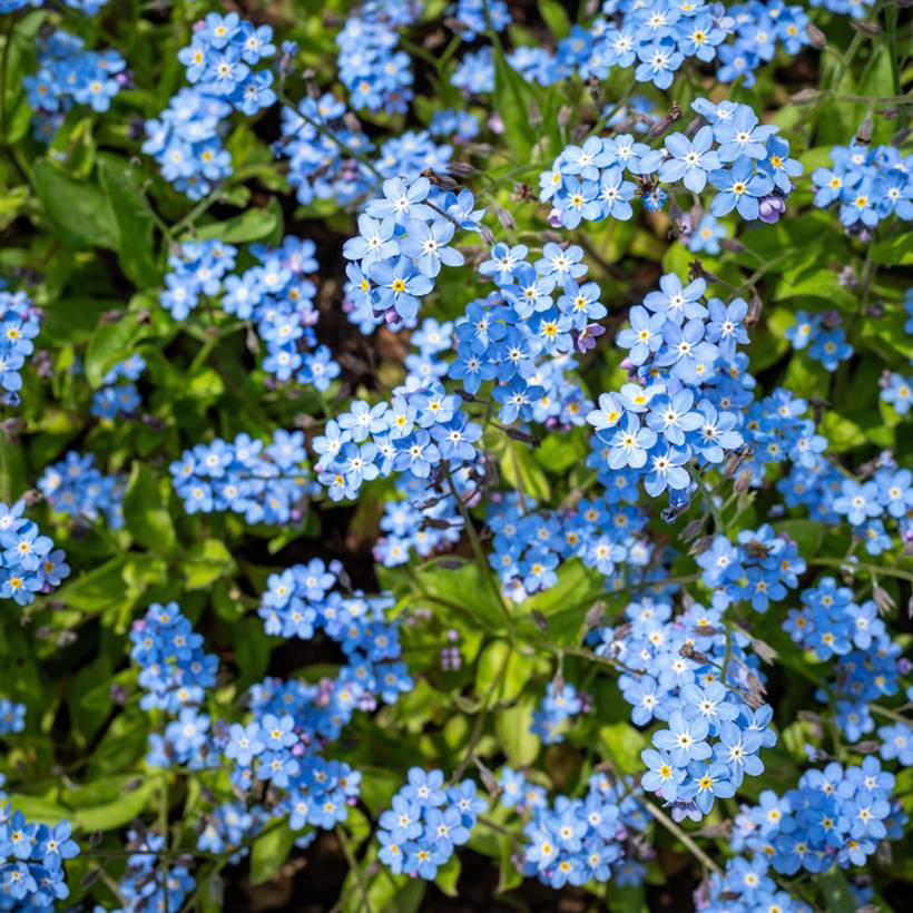 Promesse de Fleurs - Graines de Myosotis des forêts Indigo Compacta - Myosotis sylvatica le sachet de 700 graines environ (0,5g)