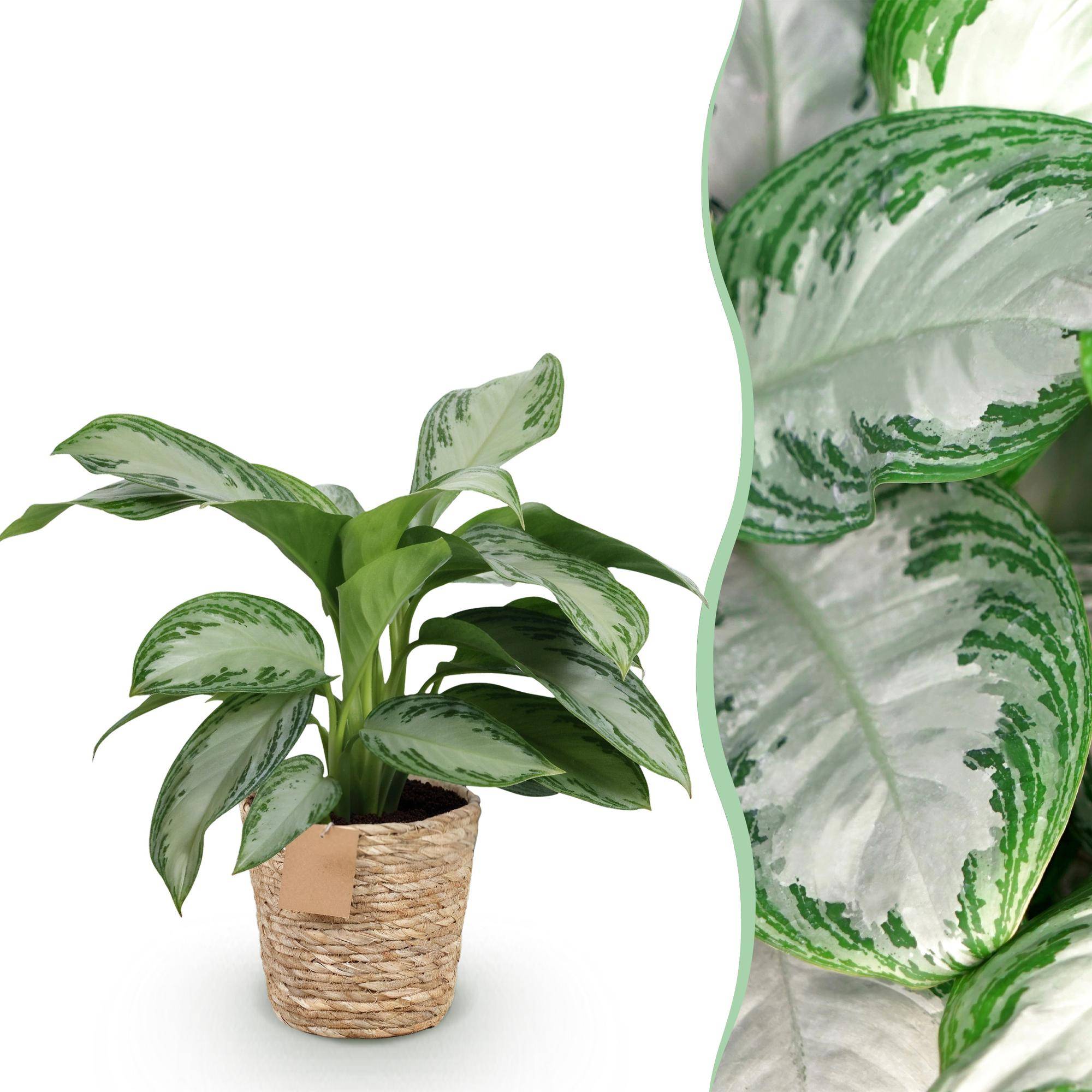Aglaonema Silver Bay - Pot de 17cm - Hauteur 70-75cm - Panier - Plantes d'intérieur