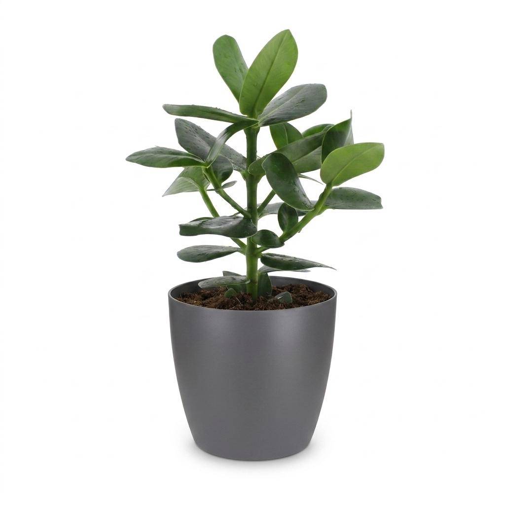 La Green Touch - Clusia rosea Princess - Arbre autographe - Avec cache-pot gris - Pot Ø12 cm, H 40 cm - Image 2