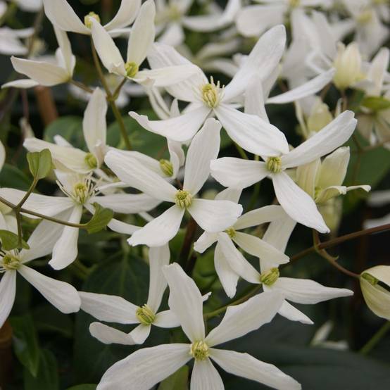 Promesse de Fleurs - Clématite - Clematis armandii Snowdrift Pot de 2L/3L