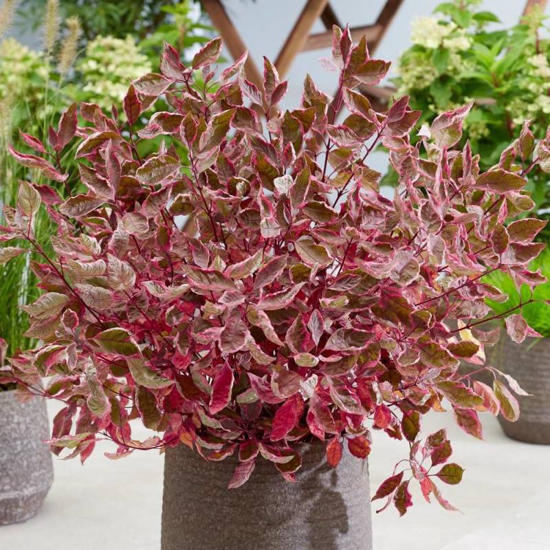 Cornouiller blanc Miracle® 'Verpaalen2', Cornus à fleurs Blanche - feuillage Caduc - Pot de 4L - 40/60 cm- hauteur à maturité De 1,50 m à 2,00 m - Image 1