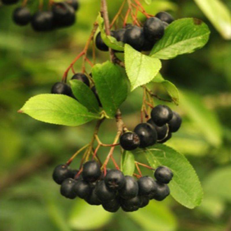 Aronie à gros fruits 'Nero' (Aronia prunifolia 'Nero') - Godet 9cm - Pépinières Naudet