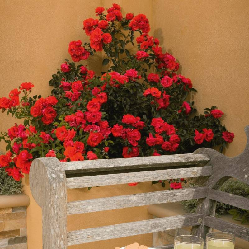 Rosier paysager Decorosier® Kadora® 'Noa 83100 b' à fleurs Rouge - feuillage Caduc - Pot de 5L - 40/60 cm-  hauteur à maturité De 0,50 m à 1,00 m - Imagen 1